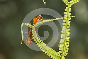 Dead leaf mantis on unique fern