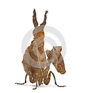 Dead leaf mantises - Acanthops Sp - photo