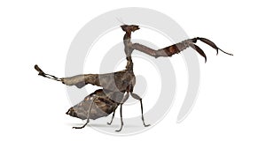 Dead leaf mantises - Acanthops Sp -