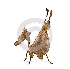 Dead leaf mantises - Acanthops Sp - photo