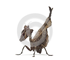 Dead leaf mantises - Acanthops Sp - photo