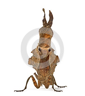 Dead leaf mantises - Acanthops Sp -