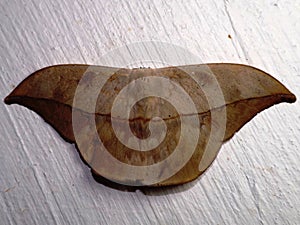 Dead-leaf Moth (Oxytenis modestia) Family Saturniidae