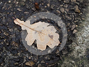 A dead leaf from an oak covered with a myriad of drops of dew, each one acting as a magnifying glass