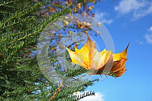 Dead leaf of plane tree hanging in a yew tree