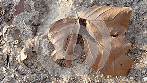 Dead Leaf in the Sand