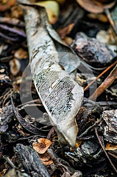 Dead Leaf Skeletonized on the Forest Floor