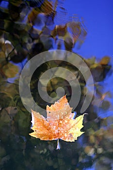 Dead leaf on water surface