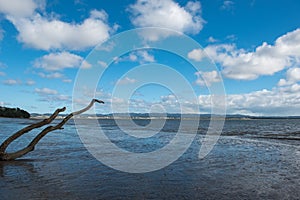 Dead leafless tree branches on a deserted beach