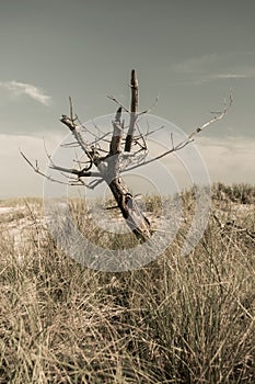 Dead leafless tree, in a field of dry grass on a scorching hot day, Fire Island, NY