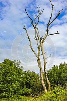 Dead leafless tree in German nature