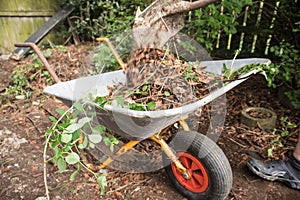 Dead leaves being shoveled into a wheel barrow in a garden