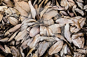 Dead leaves on the ground photo