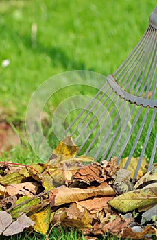 Dead leaves on grass