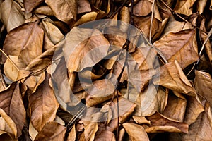 Dead leaves shot ideal for backgrounds textures