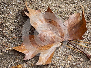 Dead leaves on the forest floor in autumn