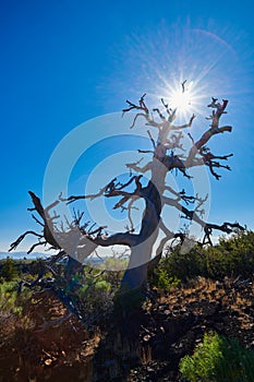 Dead Limber Pine with sun and blue sky