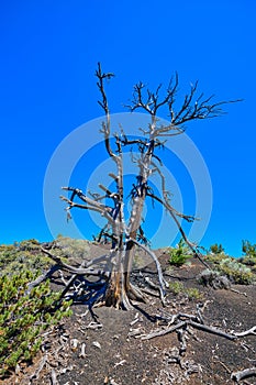 Dead Limber Pine with sun and blue sky