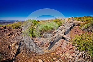 Dead Limber Pine with sun and blue sky.  At Craters of the Moon National Park