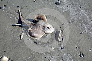 Dead little skate fish washed up on a wet sandy beach