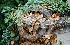 Dead and Living Ivy on Graveyard Memorial