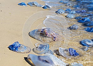 Dead and living jellyfish on the Black Sea shore