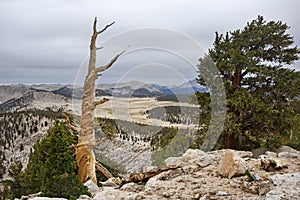 Dead And Living Pine Trees Overlooking Sierra Outpost