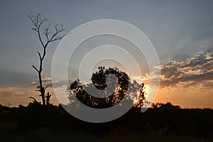 Dead and living tree in the field in background under sunset sky