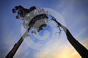 Dead and Living Tree silhouette