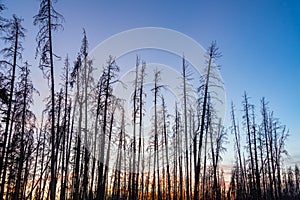 Dead Lodgepole Pine Trees