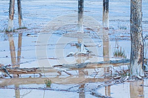 Dead Lodgepole Pines Landscape