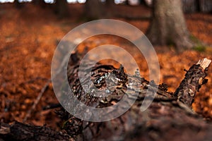 Dead log in late fall