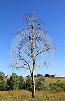 Dead lonely tree in a field