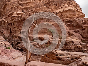 Dead tree in the high desert mountains
