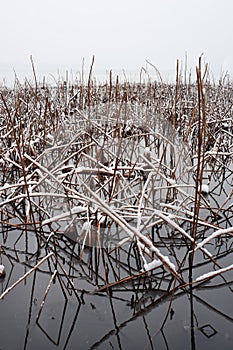 Dead lotus plants. Winter at West Lake, Hangzhou