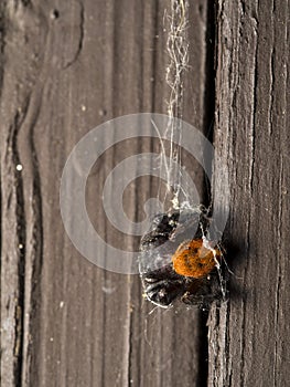 Dead male Johnson`s jumping spider