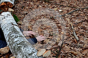 Dead man covered with a tree. the tree turned upside down and injured itself, falling while walking on a hiker, a forest worker. l