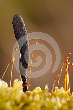 Dead man's fingers (Xylaria polymorpha)