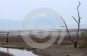 Dead Mangroves at National Park Tanjung Piai, Johor, Malaysia