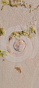 Dead medusa or jellyfish on the beach sand