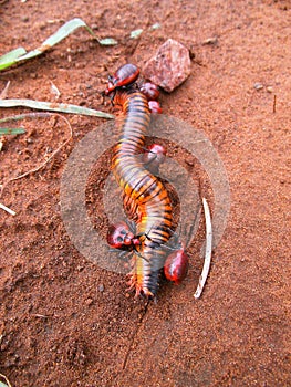 Dead millipede with red beetles on sand ground in Swaziland