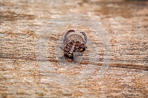 Dead mite acarus