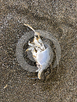 Dead Mole Crab on Oregon Coast