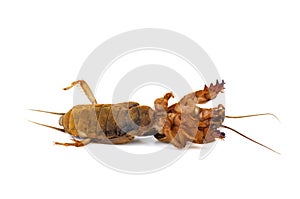 Dead mole cricket insect