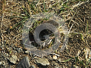 Dead mole on ground close up