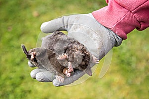 Dead moles in a gloved hand