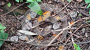 Dead Monarch butterflies on the forest floor at El Capulin Sanctuary photo