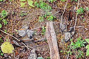 Dead Monarch butterflies on the forest floor at El Capulin Sanctuary photo