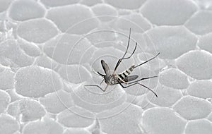 Dead mosquito
