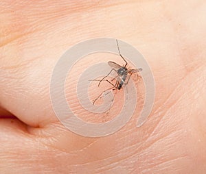Dead mosquito crushed in a hand